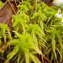 Peat Moss
