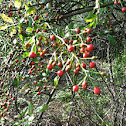 Multiflora rose