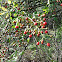 Multiflora rose