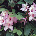 Rhododendron