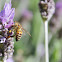 African Bee