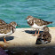 Ruddy Turnstone