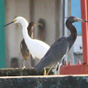 Little Blue Heron