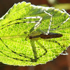 Lynx spider