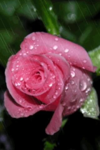 Rain On Pink Rose Live Wallpap