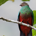 Golden-headed Quetzal
