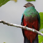 Golden-headed Quetzal