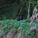 Black Bear