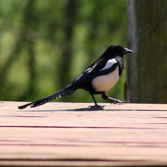 Spotting Image 1