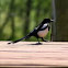 Magpie