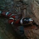 Sonoran Mountain King Snake