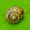 Unidentified snail