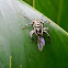 jumping spider
