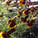 Mexican Hat Flower
