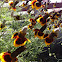 Mexican Hat Flower