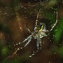 Tent web spider