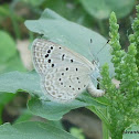 Dark Grass Blue