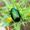 June Bug