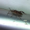 Western Conifer Seed Bug