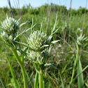 Rattlesnake master
