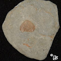 Brachiopod Fossil