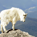 Mountain Goat