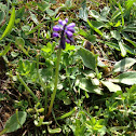 Muscari