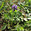 Muscari