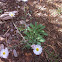 Running fleabane