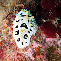 Phyllidia babai