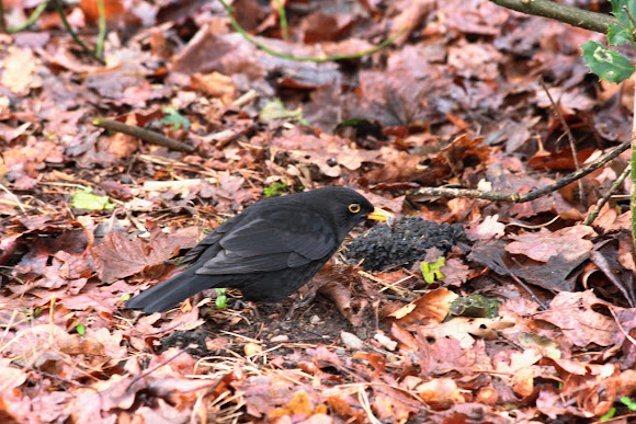 Spotting Image 1