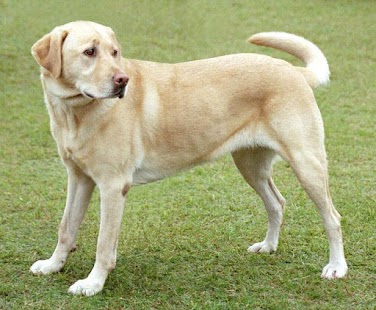 How to download Labrador Retriever Wallpapers patch 2.0.6 apk for pc