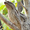 Tawny Frogmouth