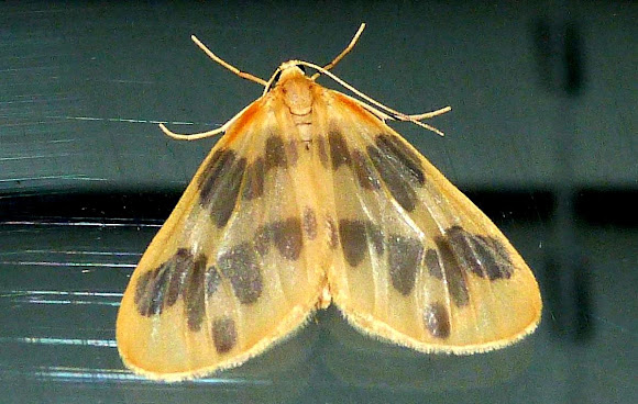 Spotting Image 1