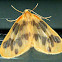 The Begger Moth