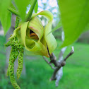 Shagbark Hickory