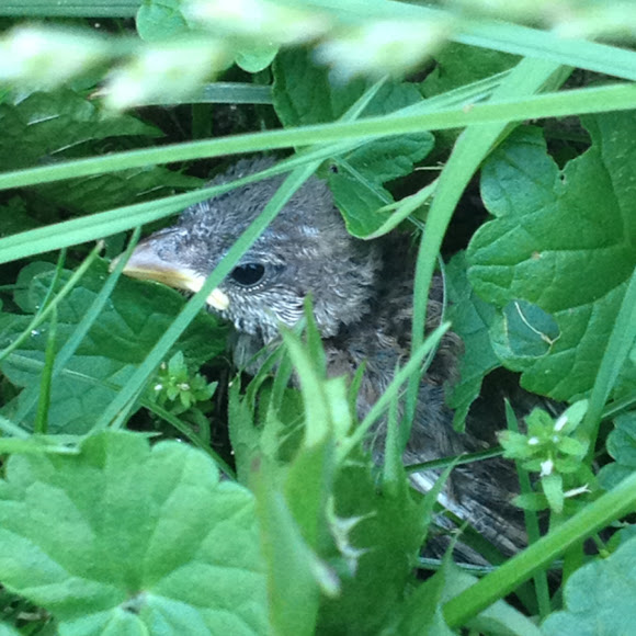 Spotting Image 1