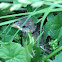 Baby Sparrow