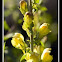 Dalmation Toadflax
