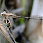 Damsel fly