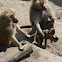 Hamadryas Baboon
