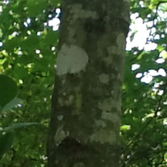 Spotting Image 1