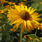 Corn marigold