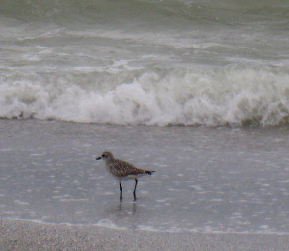 Spotting Image 1