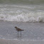 black-bellied plover