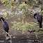 Great Cormorant