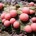 Wolf's Milk Slime