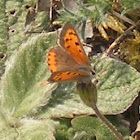 Cobre Pequeno
