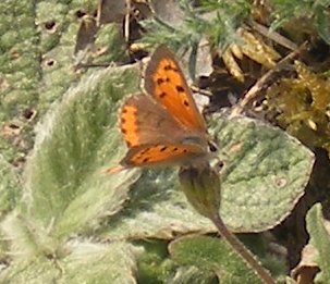 Spotting Image 1