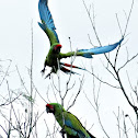 Military Macaw